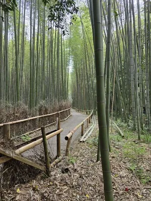 Arashiyama: Bosque de Bambú
